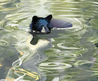 Bear in water, study